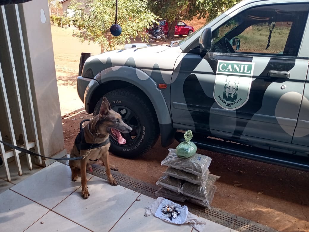 Cão farejador K9 Eddie, da raça Pastor Belga de Malinois, treinado para  detectar drogas. Foto: 2ºBPM.