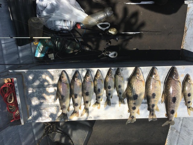 Pescadores querem alteração nos tamanhos de peixes estabelecidos pelo Governo - Foto: Foto: Divulgação 