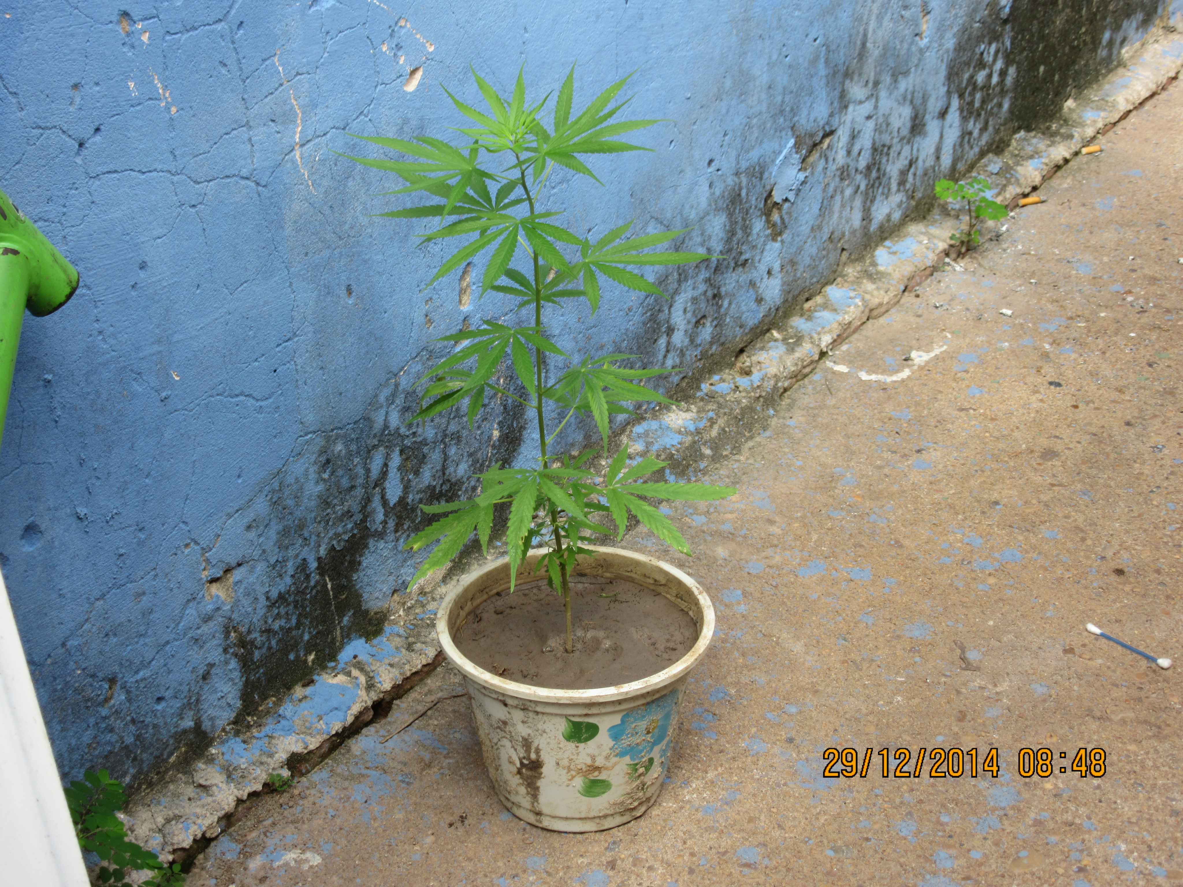 Créditos: Alvarez Junior 