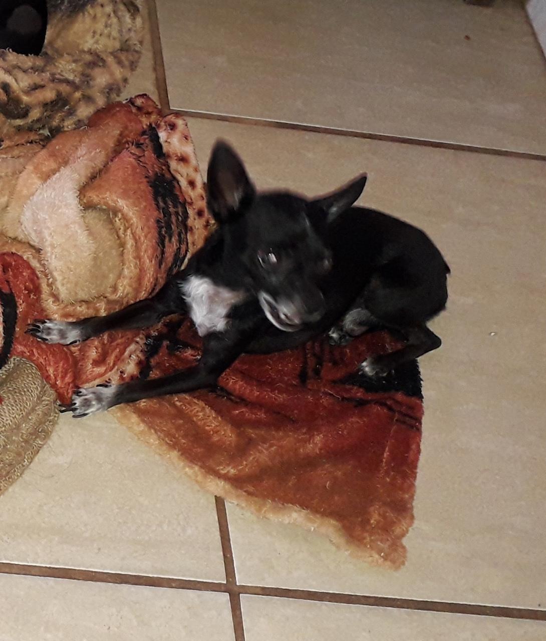 Cãozinho Pinscher atende por