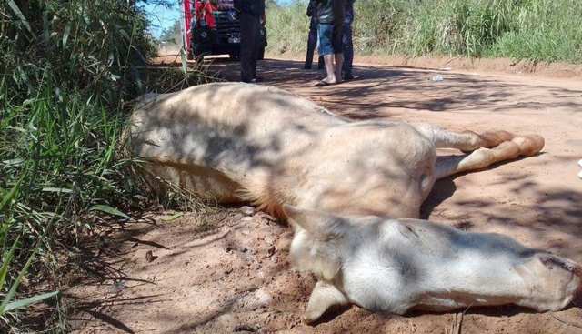 Equino morreu na colisão, mas dono ainda não foi identificado