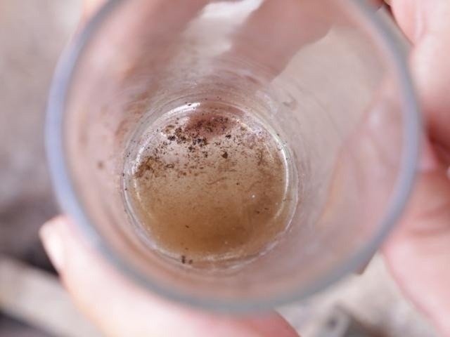 Larvas do mosquito Aedes Aegypti (Foto: Kisie Ainoã)