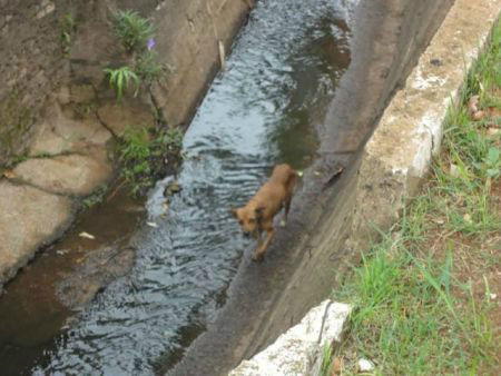 Animal fica perambulando pelo córrego sem comida e local para se abrigar
