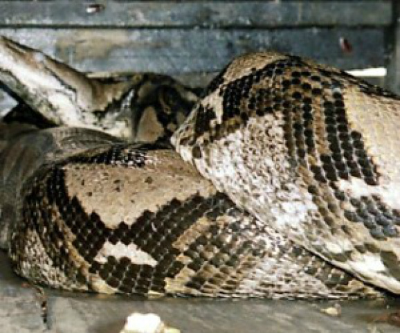 O corpo de um indonésio declarado desaparecido foi encontrado no ventre de uma píton de sete metros que o engoliu - Foto: Reprodução