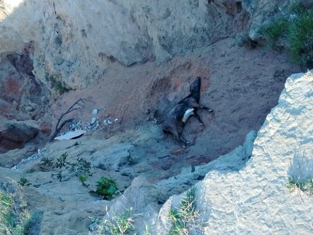 Animal foi avistado por volta das 12h (de MS) (Foto: Rômulo Ribeiro Ramos/Arquivo pessoal)