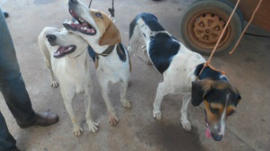 Os homens utilizavam três cães para caçar. (Foto: PMA)