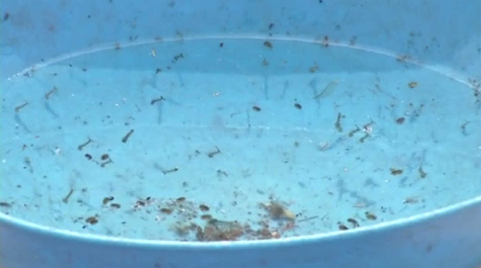 Foco de Dengue - Reprodução G1