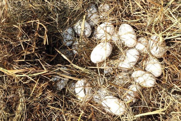 Imagem: Secretaria Municipal de Meio Ambiente e Agronegócio (SEMEA) da Prefeitura de Três Lagoas