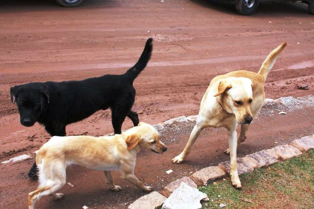 Três Lagoas possui 19.923 cães e 5.974 gatos.Foto: Assessoria 