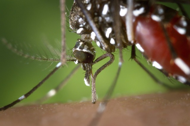 O Aedes aegypti é o mosquito transmissor da zika e da febre amarela — Foto: Pixabay/Divulgação