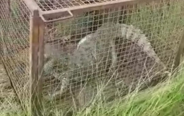 Jacaré de um metro e meio sendo solto após ser capturado no pátio da PRF. — Foto: Polícia Militar Ambiental/Divulgação