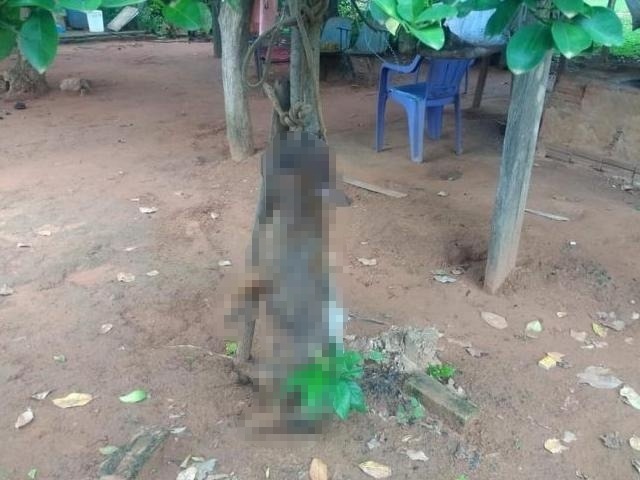 Cadela de estimação foi amarrada em árvore e morta a golpes de machado. (Foto: Jornal JNE)