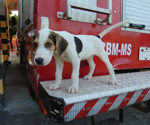 Rescue chegou na equipe ainda filhote