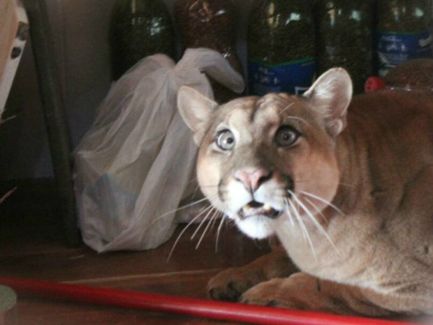 Onça foi capturada com ajuda de dardo tranquilizante no domingo (Foto: Divulgação/Corpo de Bombeiros)