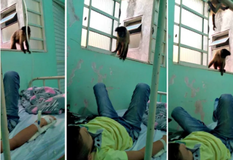 Macacos visitam pacientes no único hospital de Mundo Novo, MS (Foto: Divulgação)