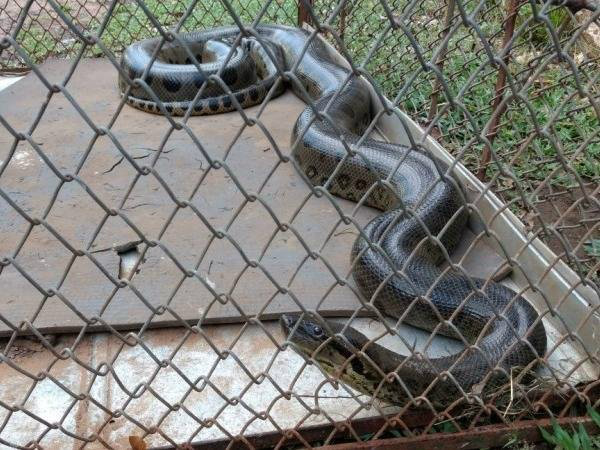 Sucuri de três metros foi encontrada em terreno baldio. (Foto: Corpo de Bombeiros/ Divulgação)