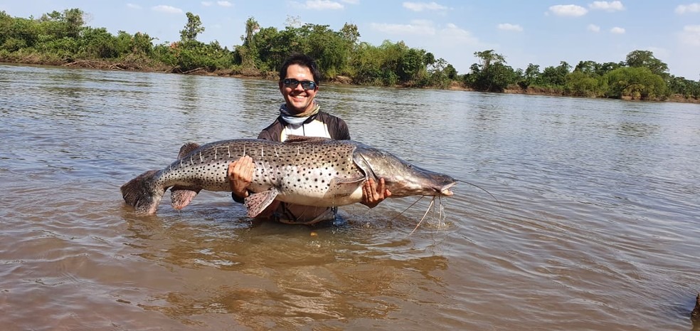 Peixe de 1,70 metro foi solto logo após de ser capturado no rio Brilhantão, em Deodápolis (MS). — Foto: Odacil Barbosa/Arquivo Pessoal