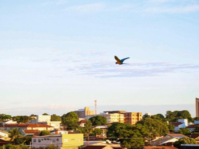 Arara-canindé flagrada no início da manhã voando na Capital. (Foto: Henrique Kawaminami)