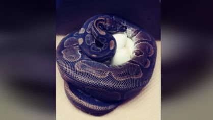 Cobra píton de 62 anos bota ovo mesmo sem ter contato com macho há 15 anos. Foto: Divulgação.