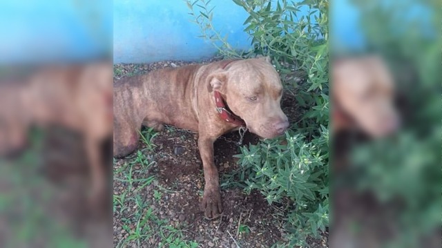 Cachorro da raça Pitbull perdido em Três Lagoas. Foto: Arquivo pessoal/Facebook