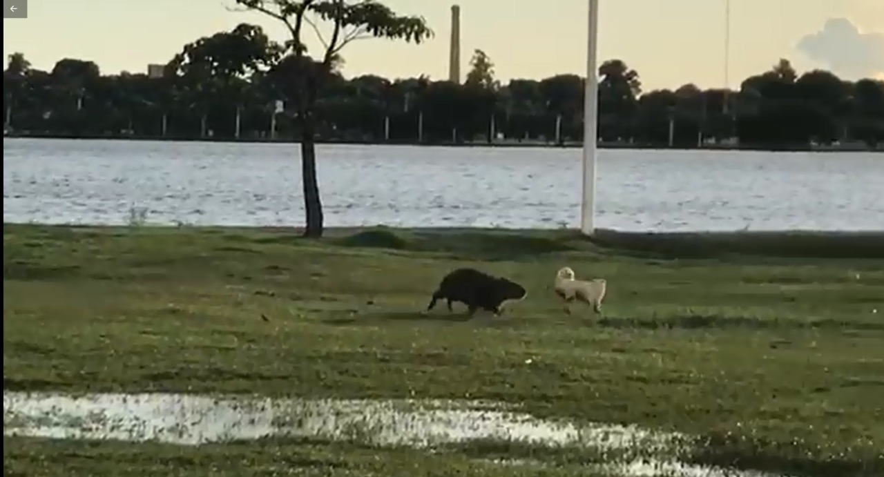 A brincadeira entre os animais virou atração de muitos internautas. Foto:Reprodução Wélida Dias.