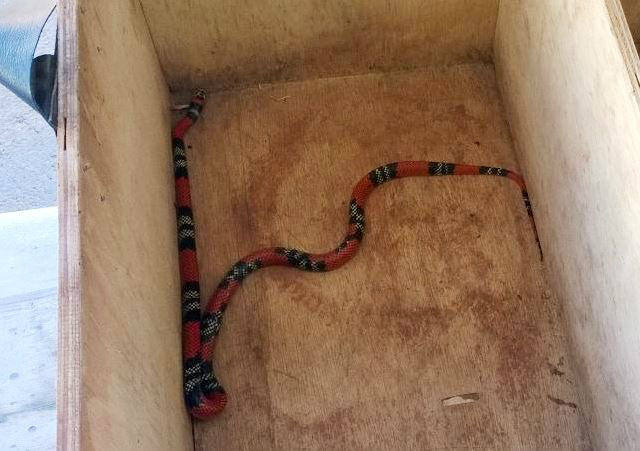 Animal foi levado à Polícia Militar Ambiental. (Fotos: Lucas Gustavo/ Marcio Ribeiro).