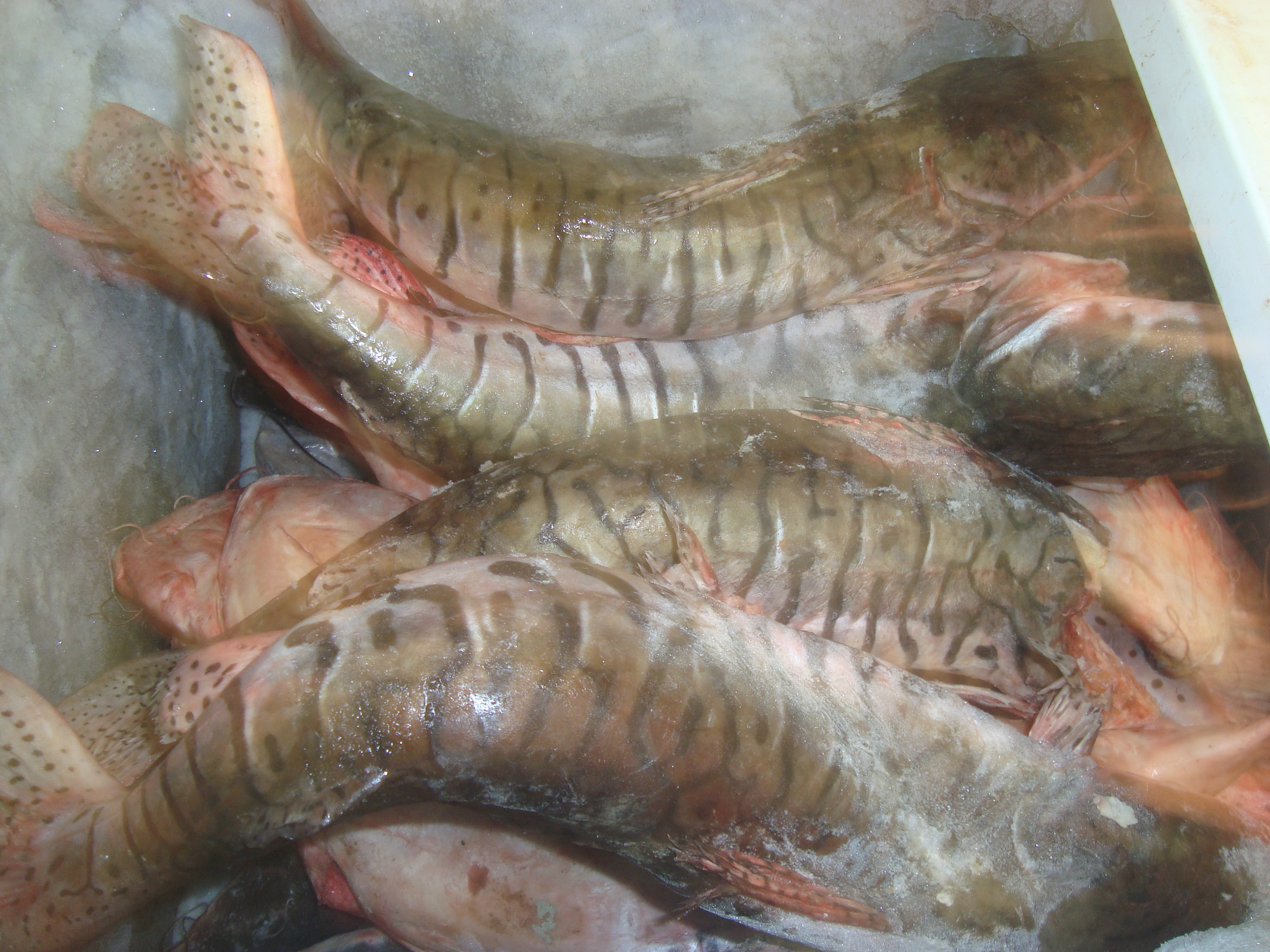 Créditos: Assessoria de Imprensa 