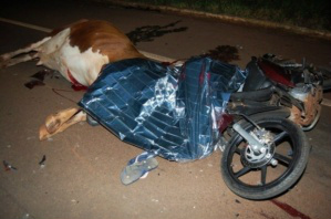 Com a pancada, a vítima e o animal morreram. (Foto: Renato Vessani)