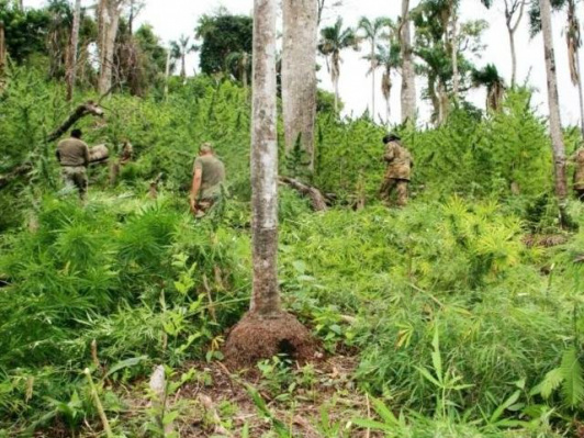 Agentes da Senad cortam pés de maconha na fronteira com MS (Foto: ABC Color)