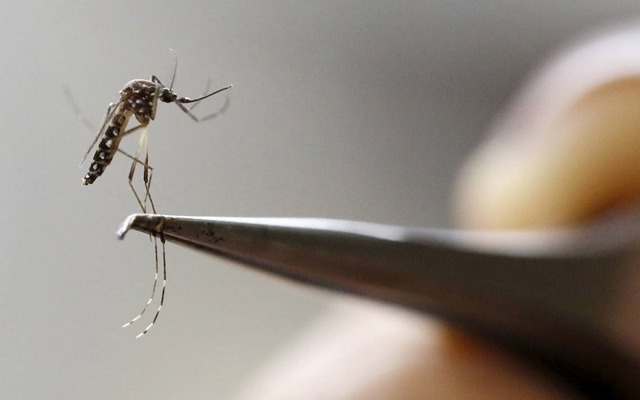 Mosquito será infectado com a bactéria Wolbachia - Foto: Arquivo/Correio do Estado