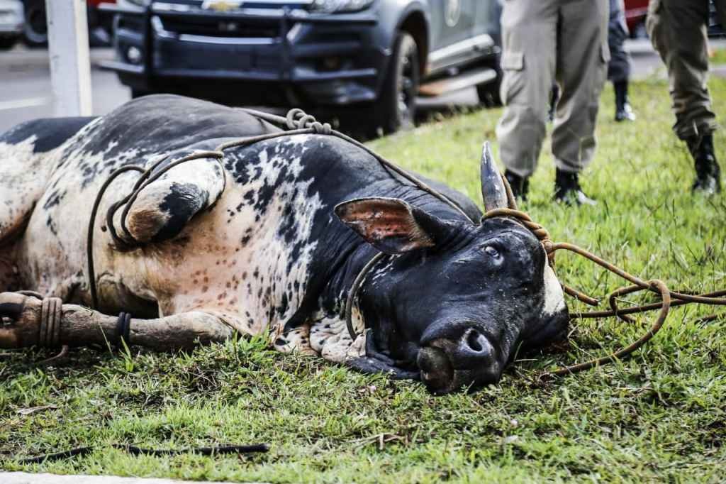 Policiais demoraram 20 minutos para conter animal (Henrique Arakaki, Midiamax)