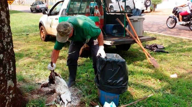 A empresa Sancristo é a responsável pelo recolhimento de animais de pequeno porte mortos tanto domiciliar, quanto em vias públicas.
