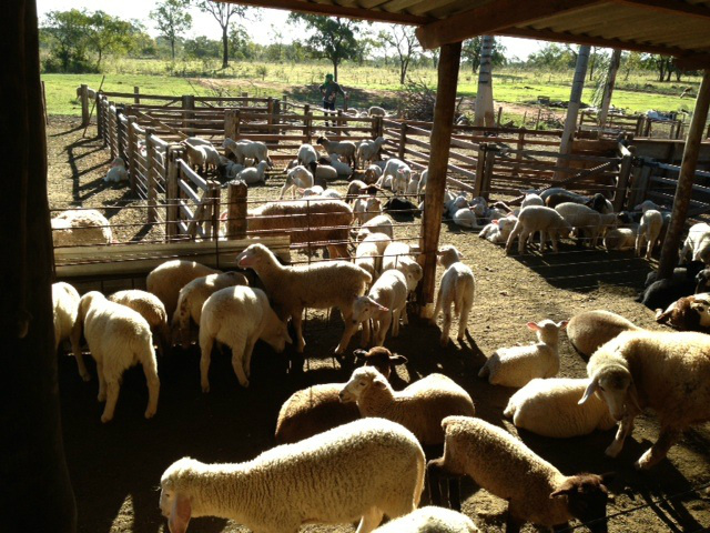 Criação de ovinos fica no distrito do Arapuá.