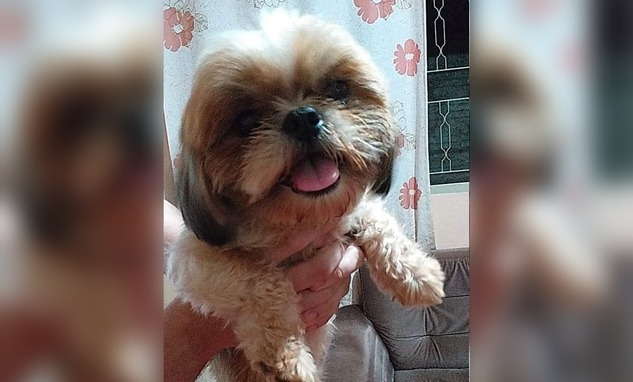 Um cão da raça Shitzu, perdido e assustado foi encontrado, na Vila Haro. FOTO: Arquivo pessoal.
