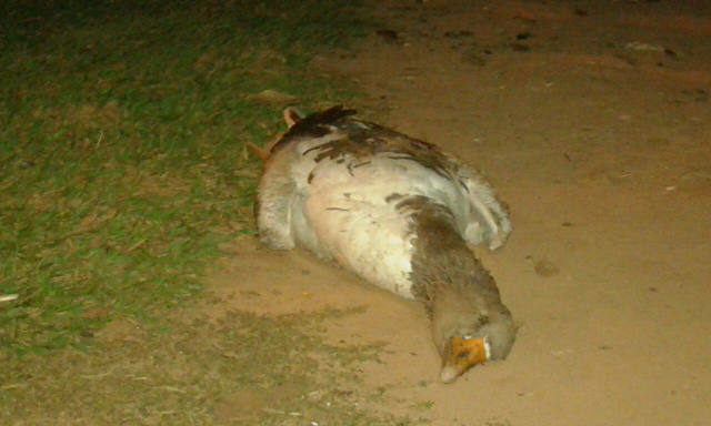 Fotos: Rádio Caçula