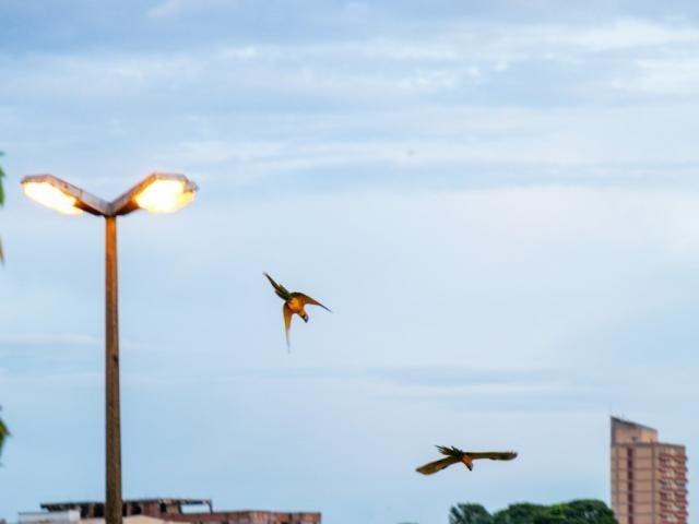 Araras voando no céu de Campo Grande no início da manhã desta quinta-feira. (Foto: Henrique Kawaminami)