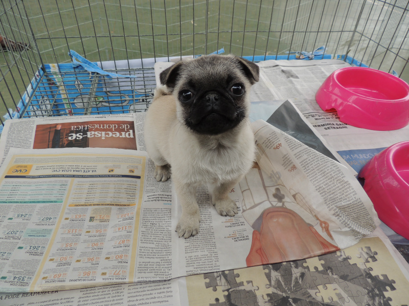 Feira de exposição de animais oferece diversas raças para a população três-lagoense.Foto: Rádio Caçula