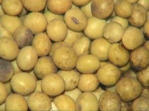 China foi o principal comprador da soja produzidaem MS (Foto: Reprodução/TV Morena)