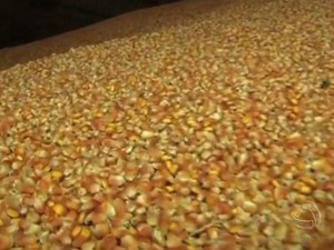Maracaju deve ter uma das maiores produtividadesde MS (Foto: Reprodução/TV Morena)