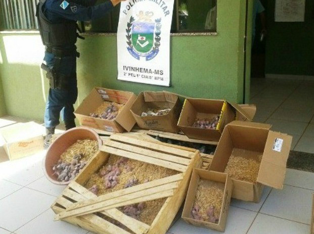 Aves foram abandonadas em caixas e bacias no meio do mato (Foto: (Foto: Divulgação/Polícia Militar))