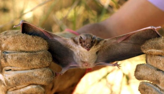 (Foto: Ilustrativa | Adapec | Divulgação)