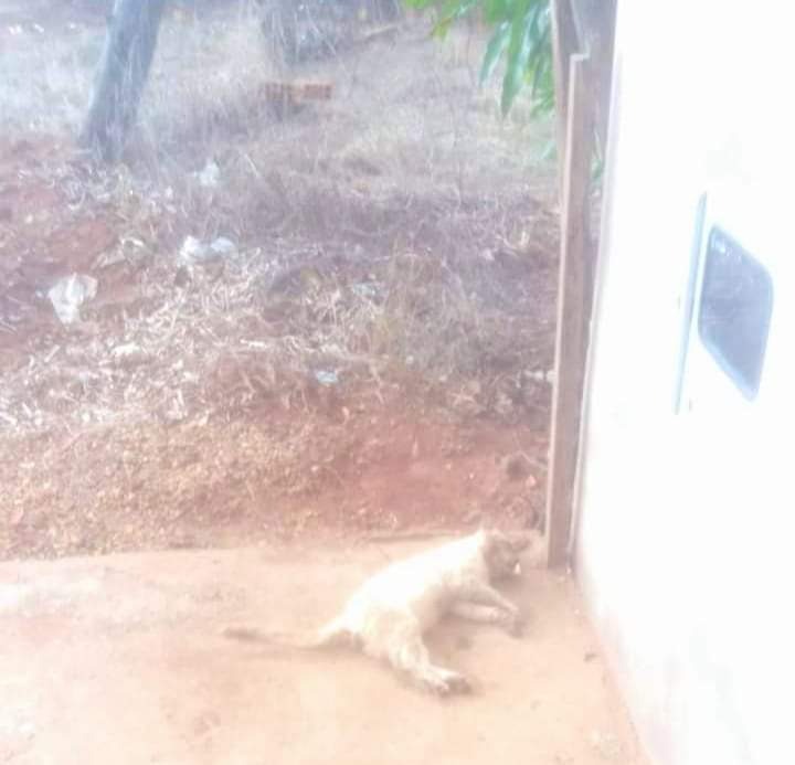 Gato envenenado. Foto: Arquivo pessoal