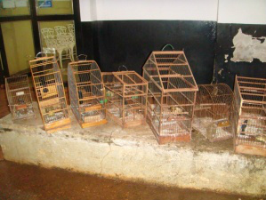 Sete pássaros foram apreendidos com homem acusado de violência doméstica (Foto: PMA)