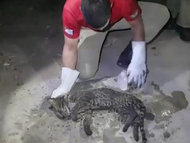Bombeiro socorre animal em área atingida por queimadas (Foto: Reprodução)