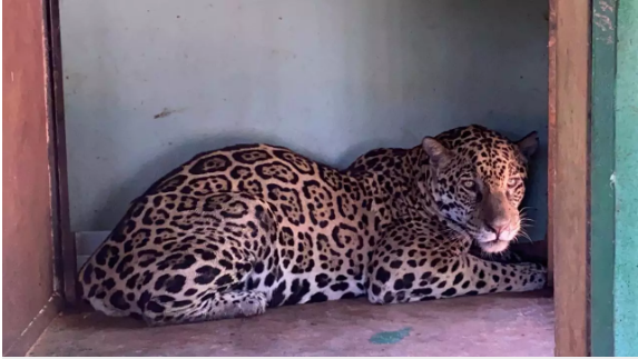 Onça-pintada acordada no dia seguinte ao resgate. (Foto: Divulgação | Imasul) 