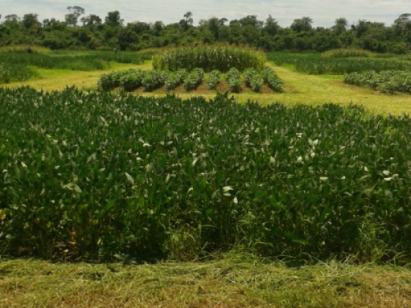 Créditos: Midia max 