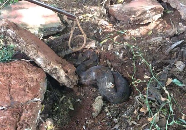 Jiboia capturada pelos bombeiros em Ilha Solteira (Foto: Divulgação/Bombeiros)