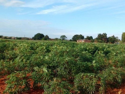 Plantação, onde segundo os proprietários, o autor era acostumado a furtar mandiocas (Foto: André Bittar)