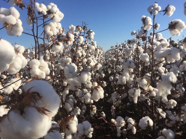 Ampasul prevê queda na área plantada de algodão na próxima safra - Foto: Ampasul / Divulgação