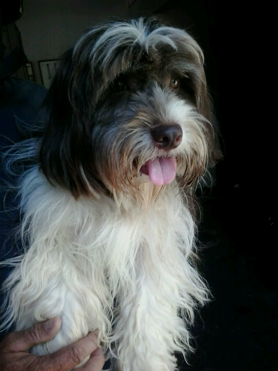 Um cachorro de pequeno porte foi encontrado em frente a Droga Bella Santos Dumont